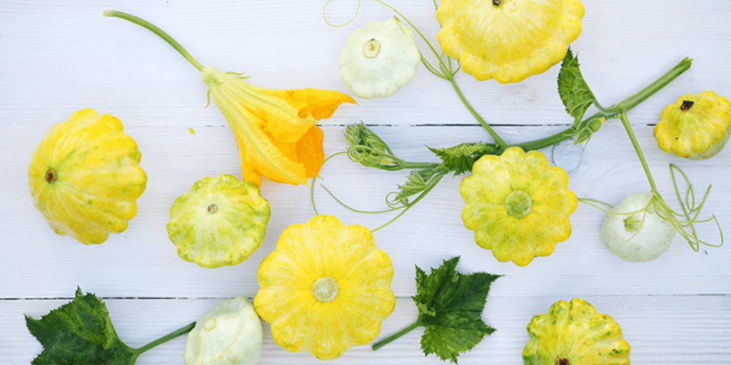 Colorful pattypan squash varieties