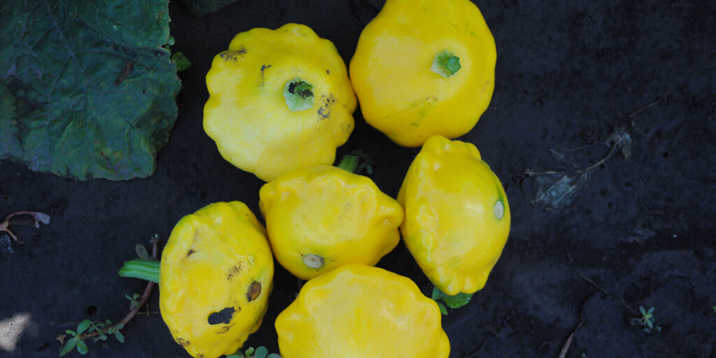 Pattypan squash seedlings ready for transplanting