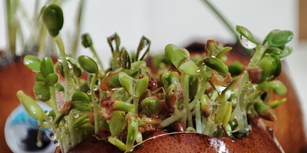 photo of microgreens in an egg