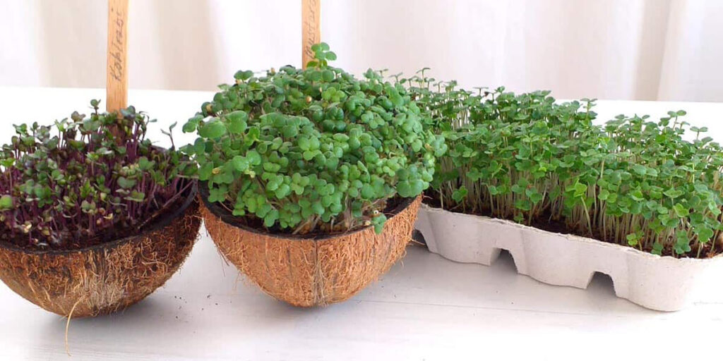 photo microgreens at home