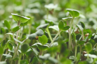 фото микрозелень