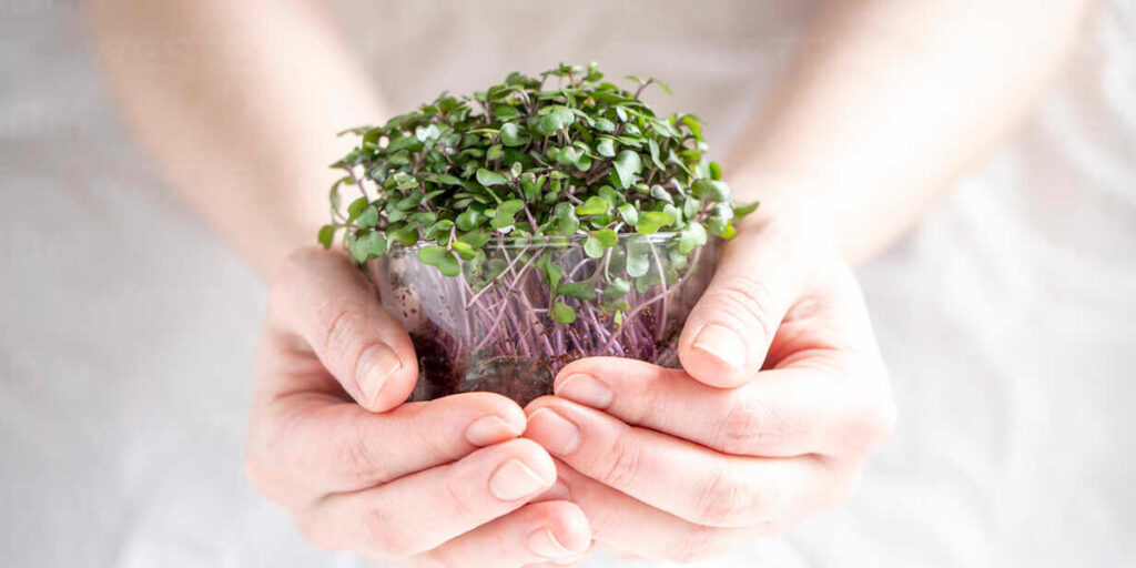 photo of a micro-green in the hands