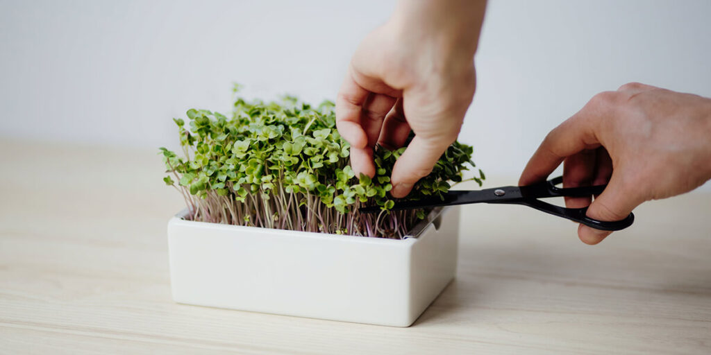 photos are cut off by microgreens