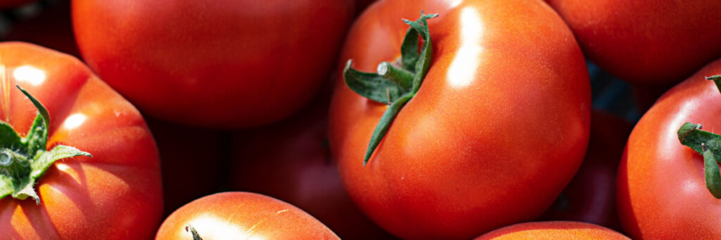 Healthy modern tomato varieties and hybrids showing strong resistance to various plant diseases