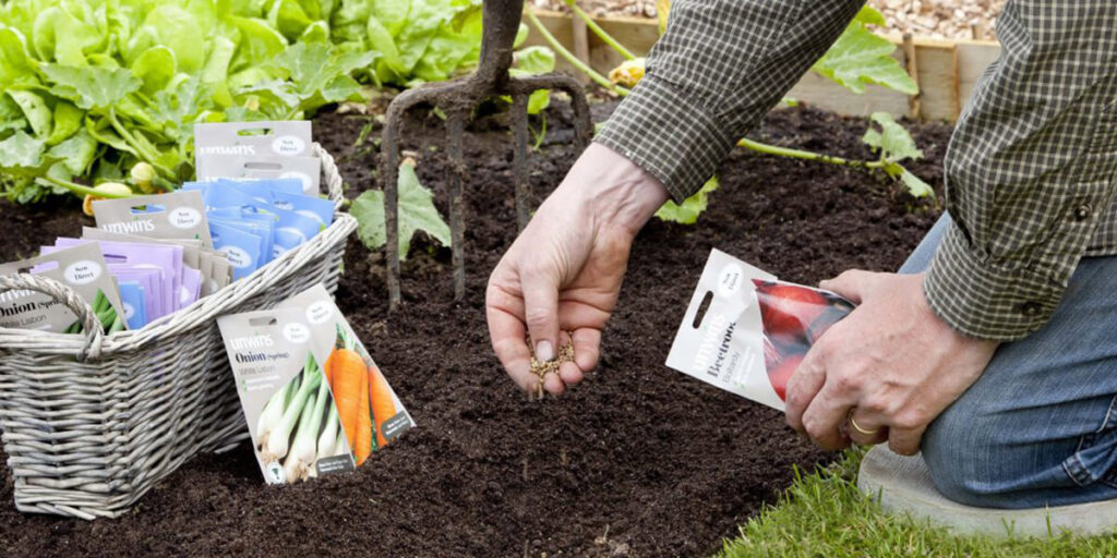 Home-collected seeds being tested for germination before sowing