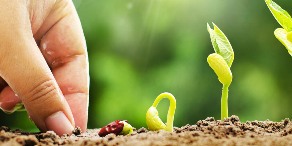 Diagram showing shallower sowing on heavy soil to help seeds reach the surface