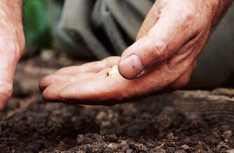 фото посев семян