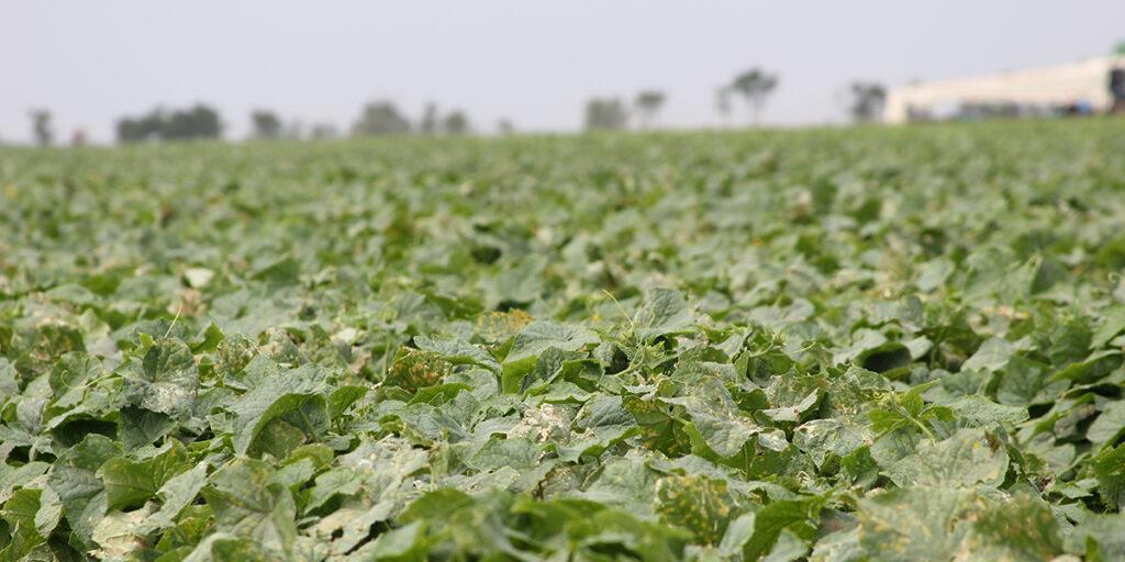 Fertilized crops showing healthy growth and improved disease resistance