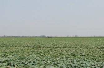 фото поле огурца