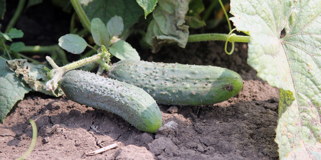 Healthy cucumber plants thriving in nutrient-rich, fertile soil