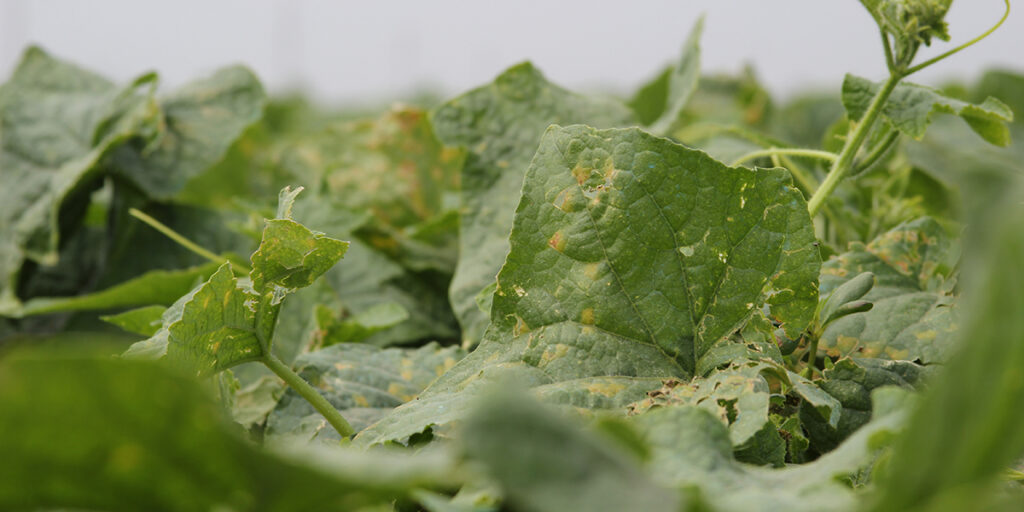 Cucumber leaves affected by downy mildew