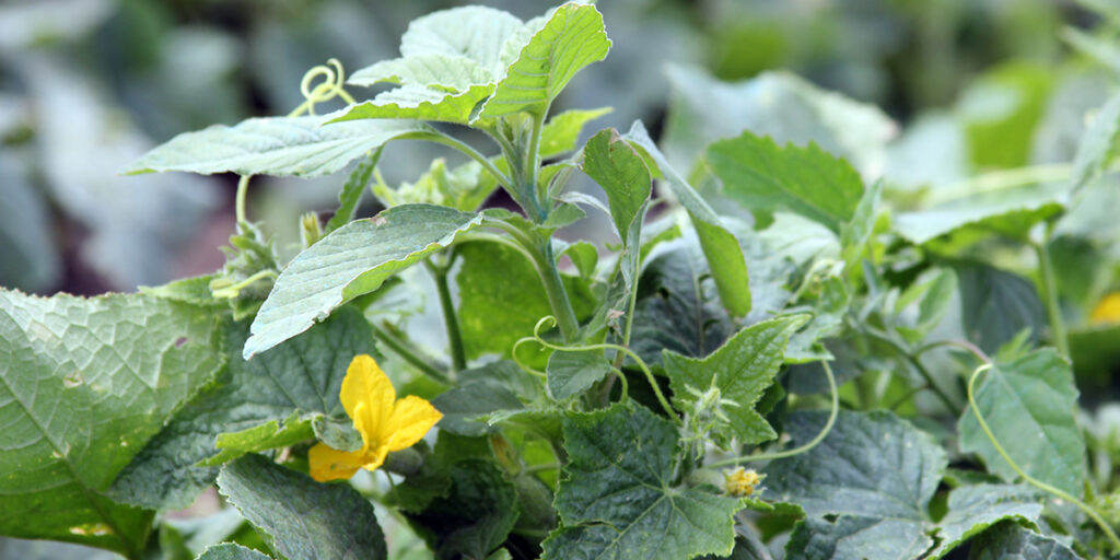 Cucumbers are a weed