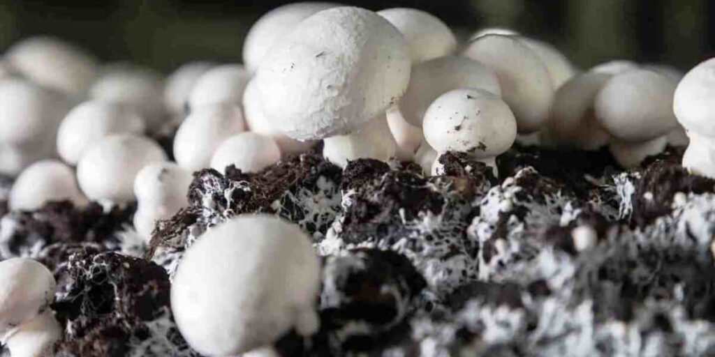 Champignon mushrooms photo