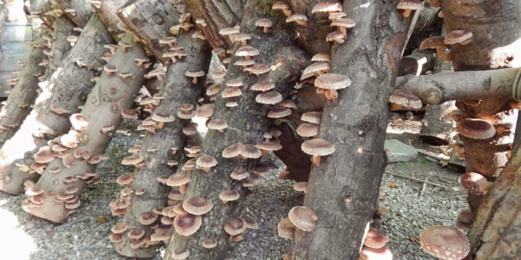 Photo of shiitake mushrooms