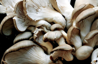 фото вешенки