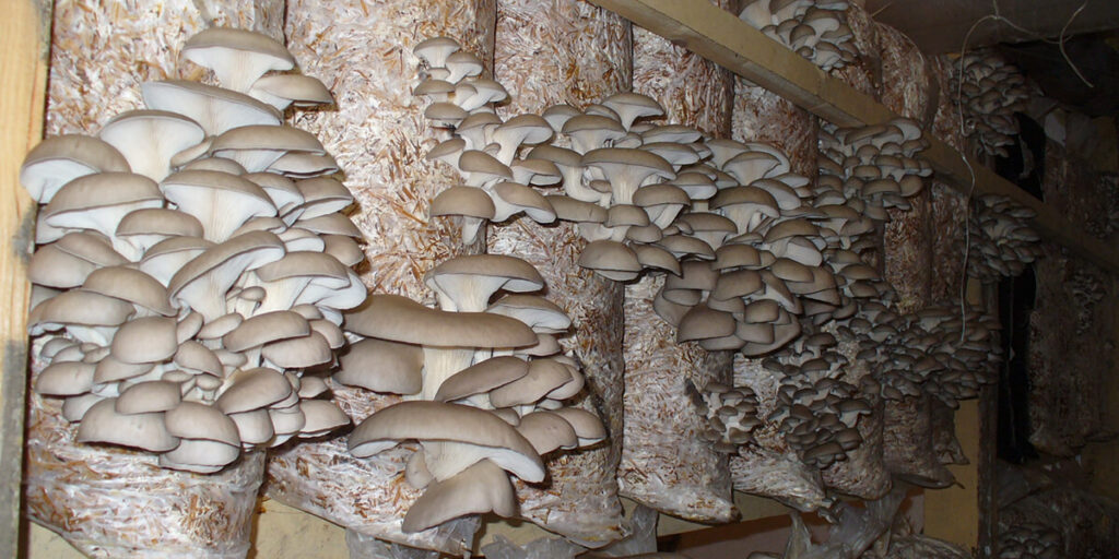 Photo of oyster mushrooms on bags