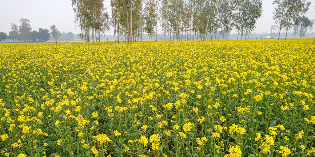 mustard plant enriching soil with nitrogen