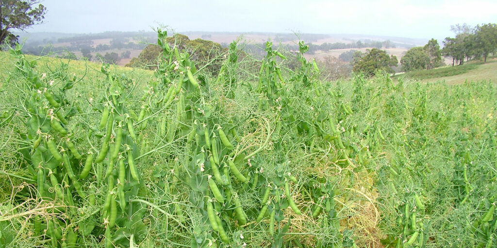 peas enriching soil through nitrogen-fixing bacteria