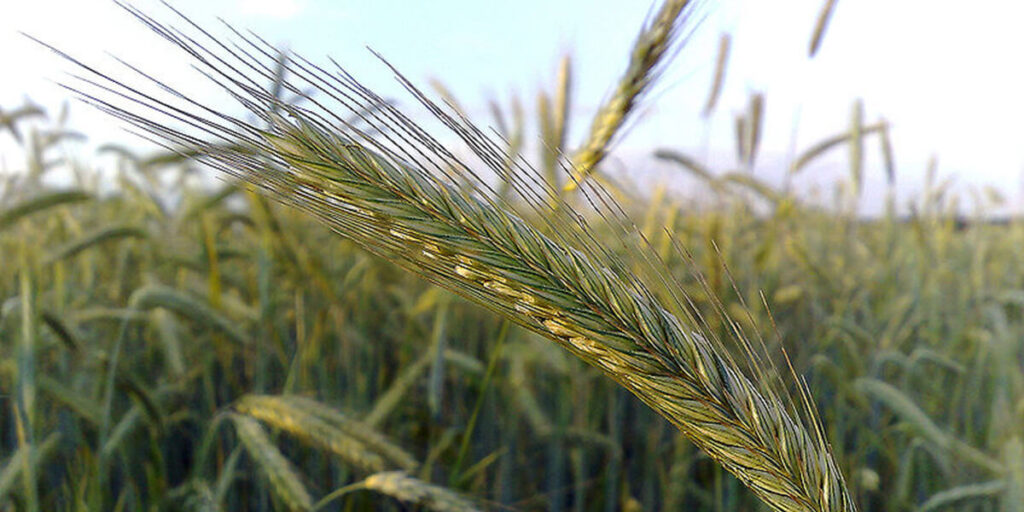 rye roots enhancing nitrogen absorption from soil