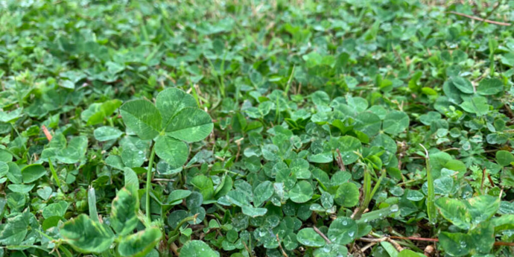 clover improving soil fertility with organic matter