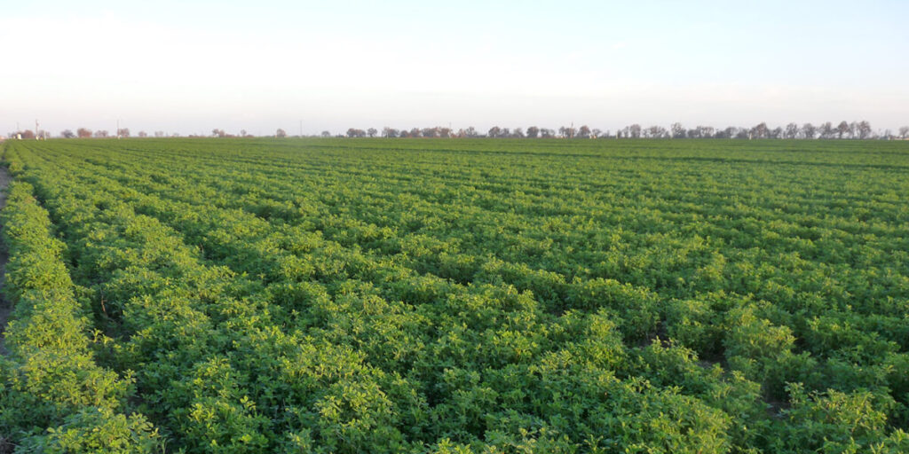 alfalfa perennial plant for long-term soil benefits