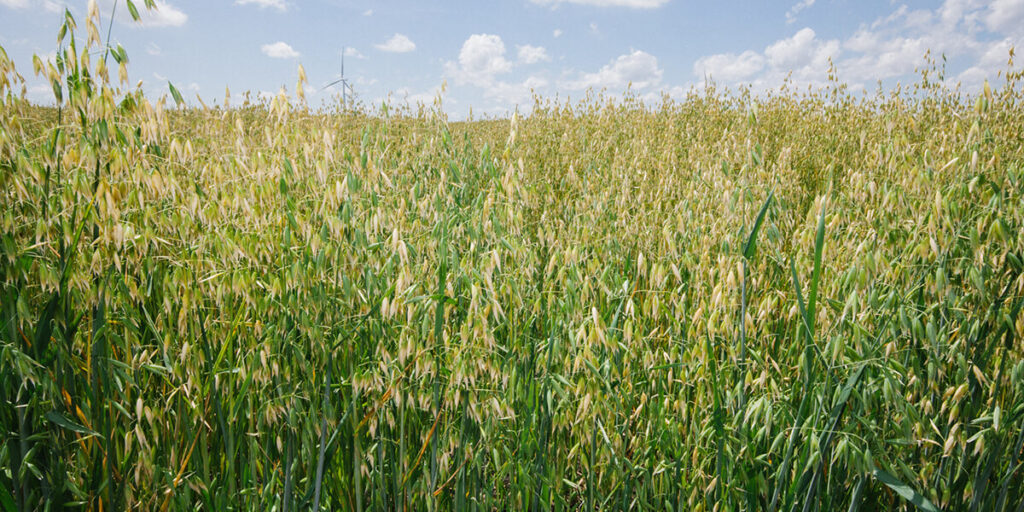 oats with deep roots enhancing soil aeration