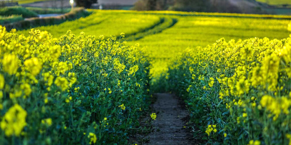rapeseed improving soil moisture retention