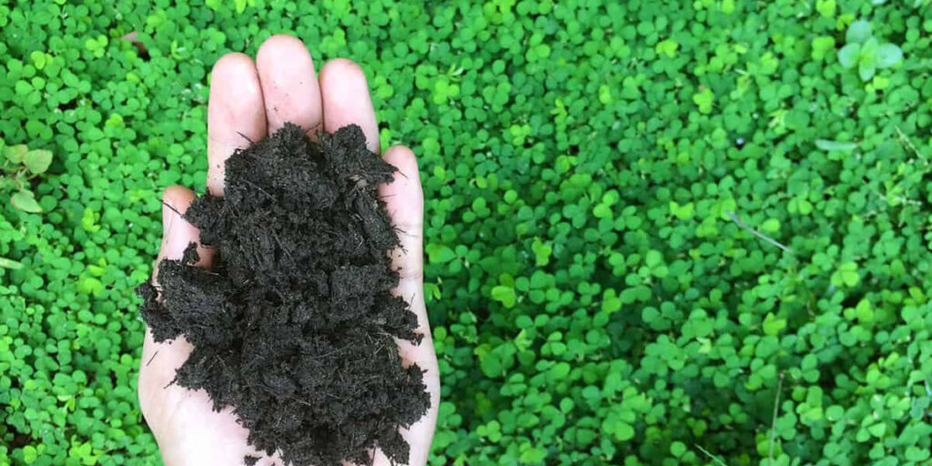 green manure crops for soil improvement