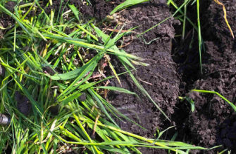 грунт вили земля трава