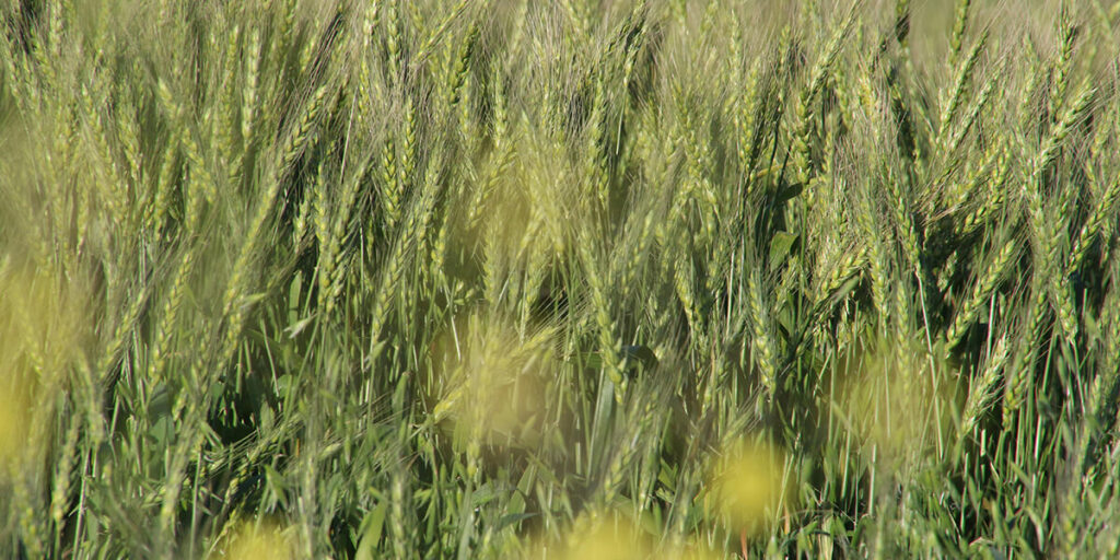 barley dense cover retaining soil moisture