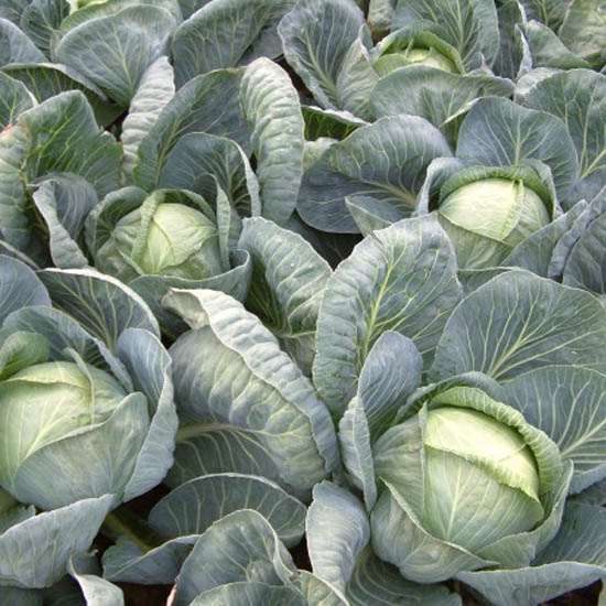 ankoma cabbage