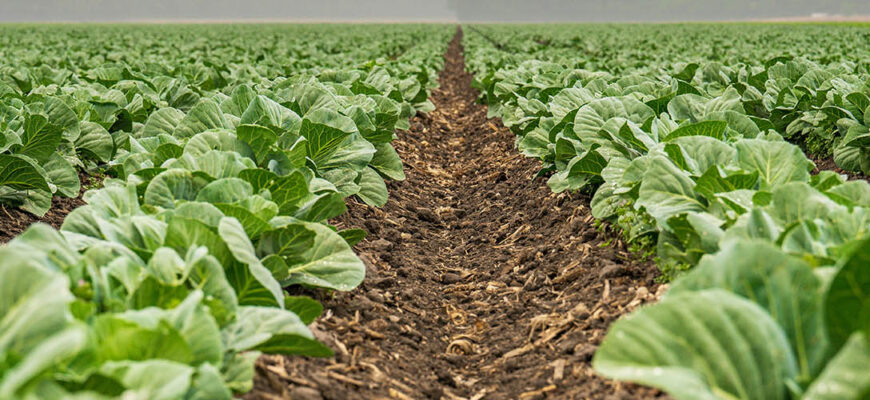 капуста поле