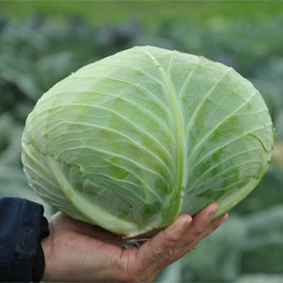 Gintama cabbage