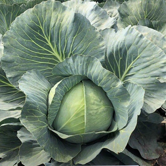 kongama cabbage