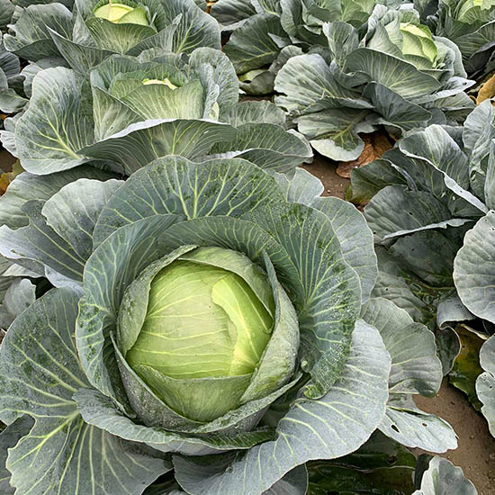 Longma cabbage