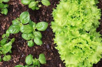 зеленні культури на городі