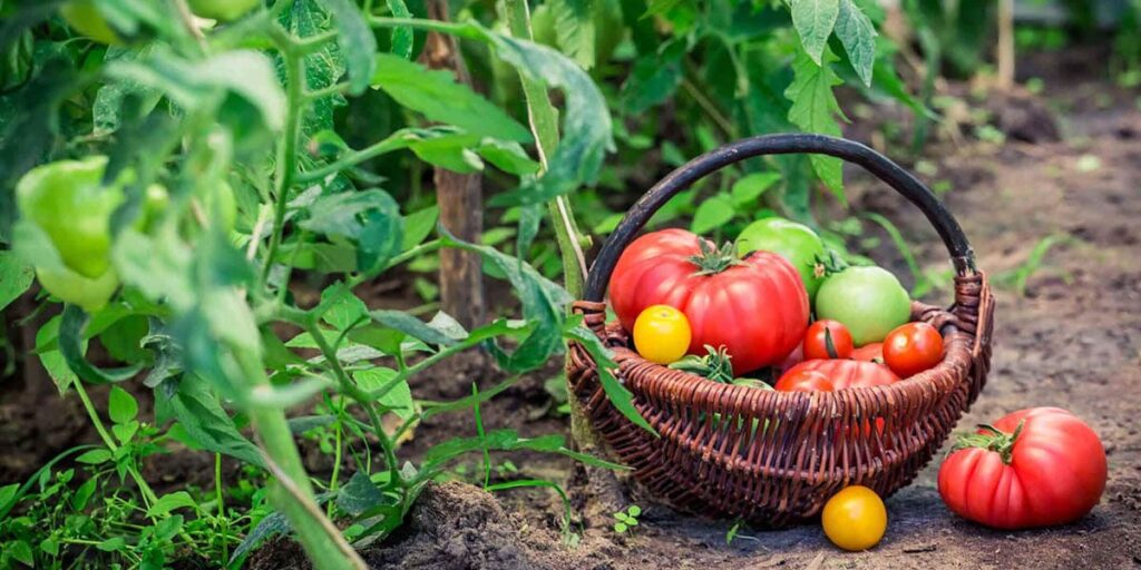 Illustration of crop rotation supporting soil recovery and maintaining fertility