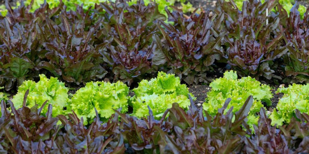 Diagram showing how crop rotation prevents pests and diseases in the garden