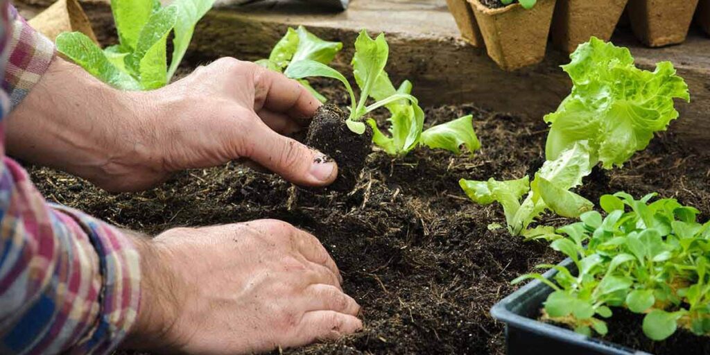 Illustration showing the importance of crop rotation for maintaining soil fertility and plant health