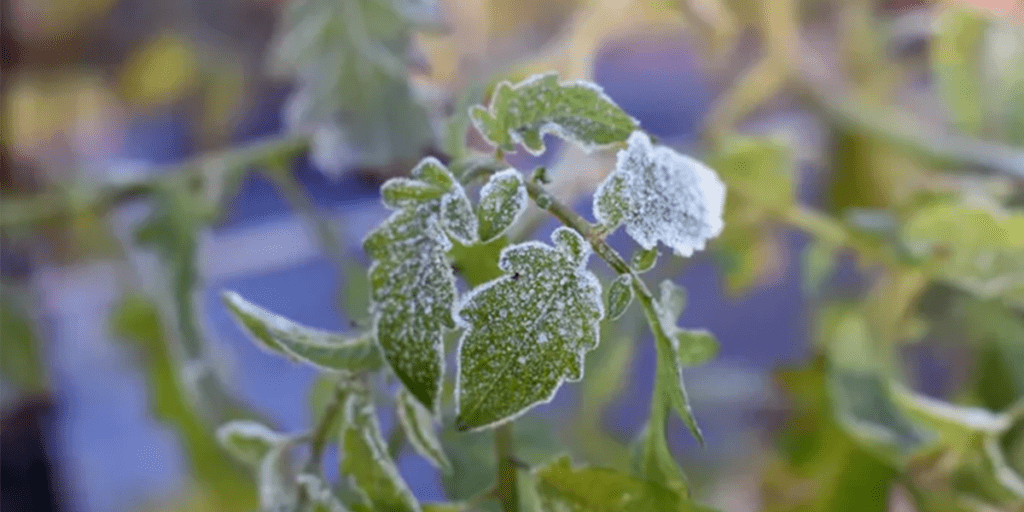 tomato plant in ice