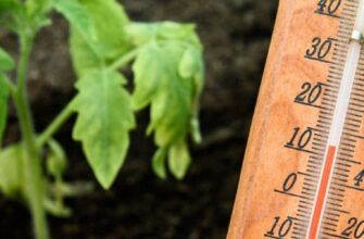 термометр та томат