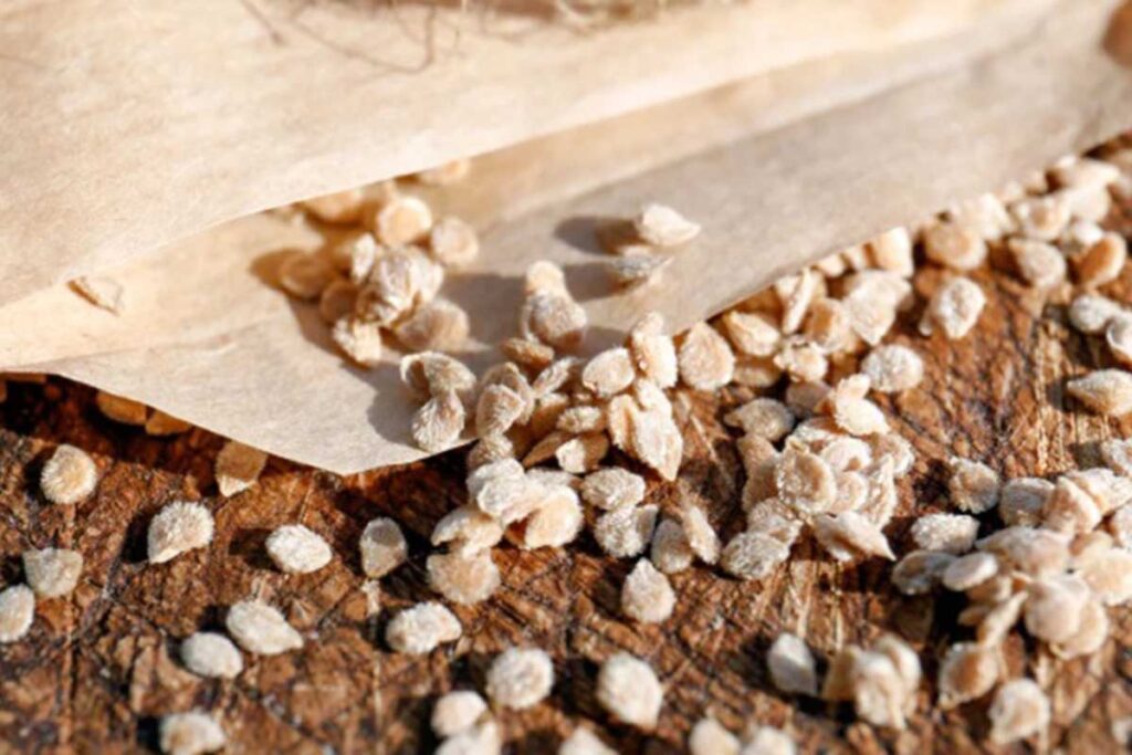 Tomato seeds for planting — high-quality vegetable seeds for gardening and cultivation