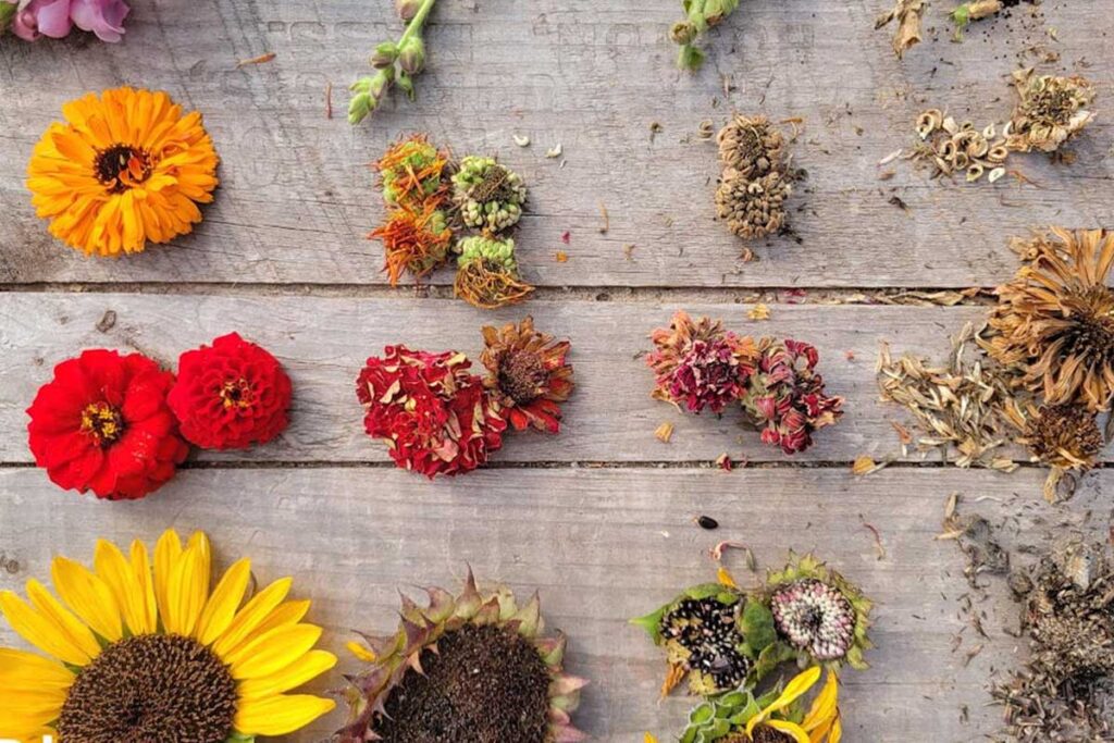 Flower seeds for planting — quality seeds for home gardening and landscaping