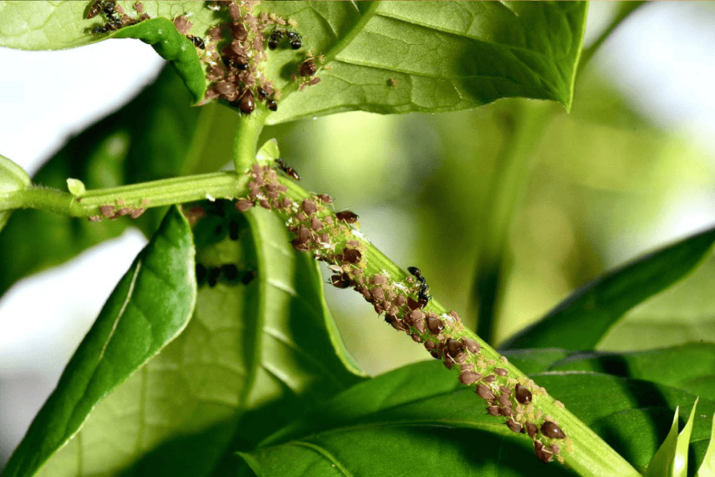 aphids on beans