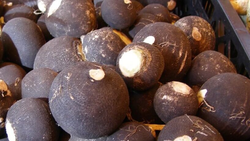 winter radish harvest, harvested radishes, fresh winter radish, root vegetable harvest, black radish crop, seasonal vegetables, fresh produce, garden harvest