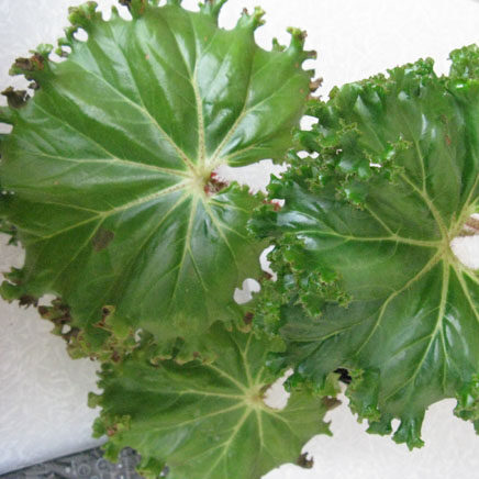 Manicata Begonia
