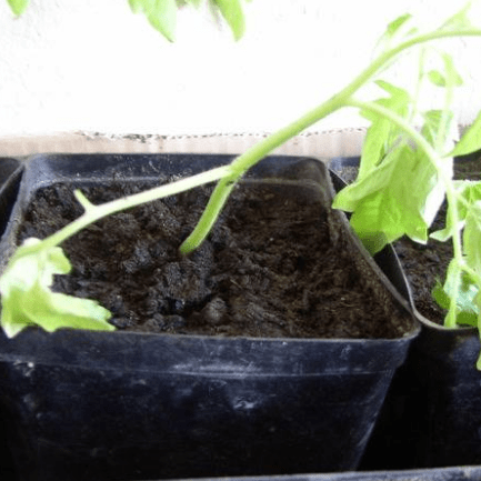 tomato seedlings poor growth