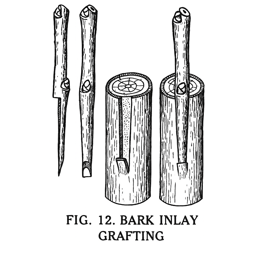 Bark inlay grafting technique on tree branch