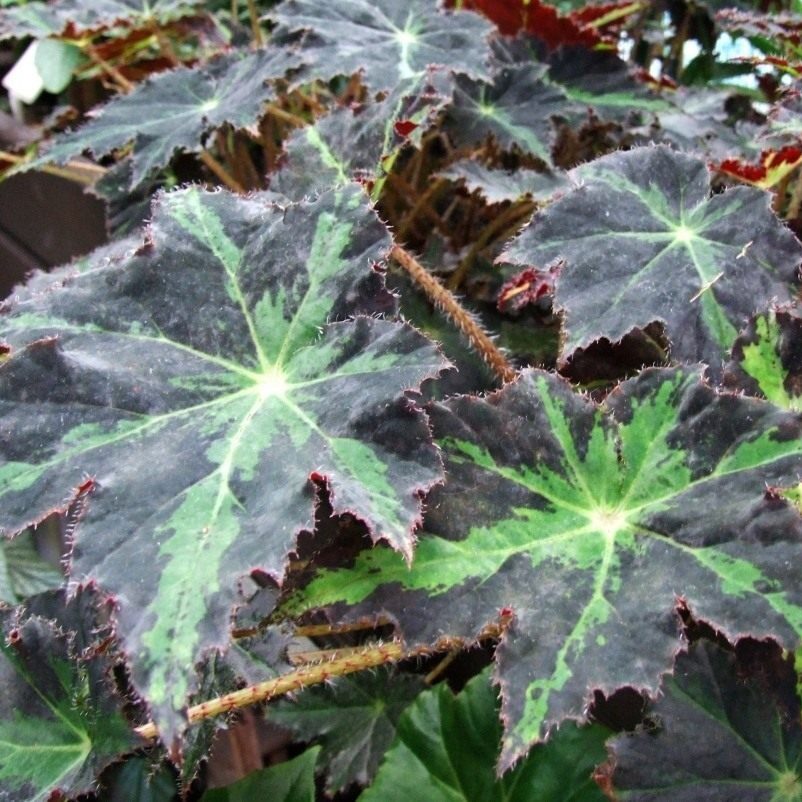 hogweed-leaved begonia