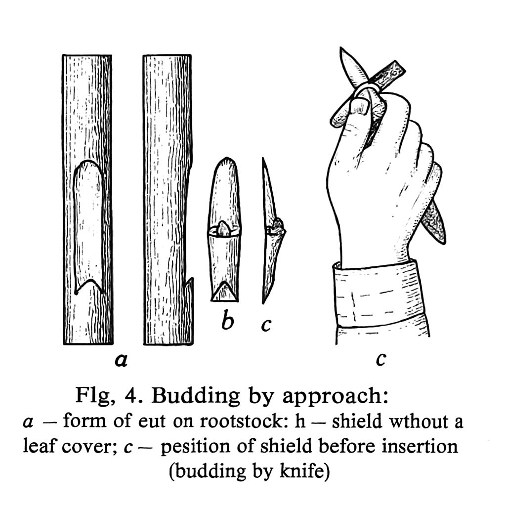 Line drawing of traditional woodworking tool with carved wood pieces